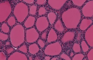 Cell specimens