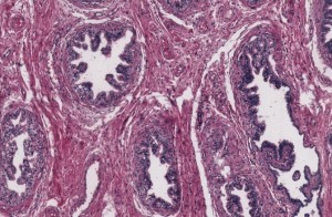 Tissue Products for Research