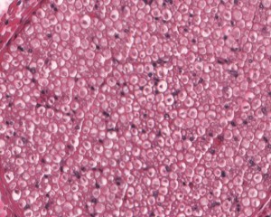 Human Tissues and Biospecimens