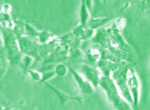 human cell lines