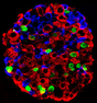 Islet cell